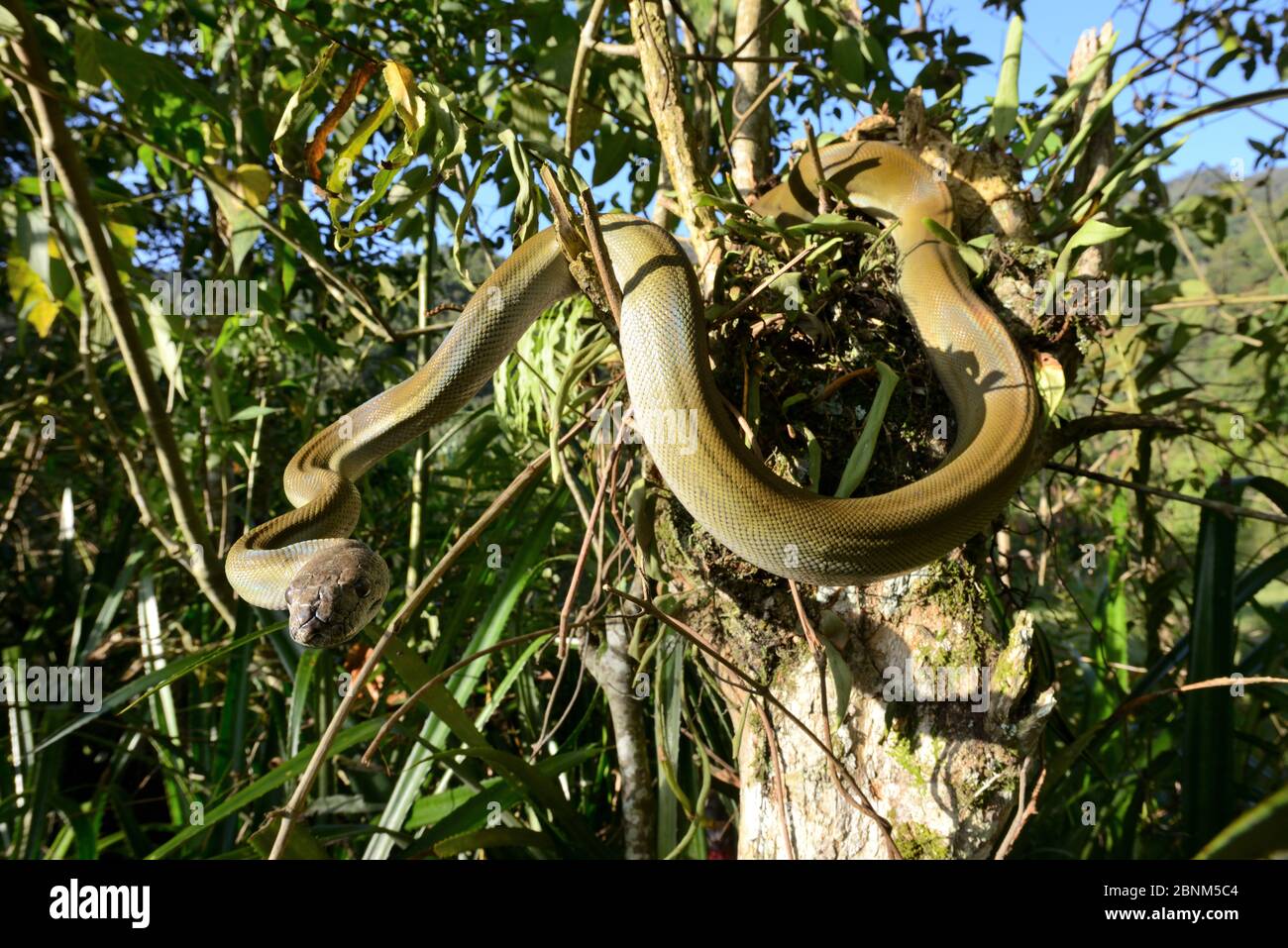 Python d'olive de Papuan (Liasis papuana) dans l'arbre, Papouasie-Nouvelle-Guinée. Banque D'Images