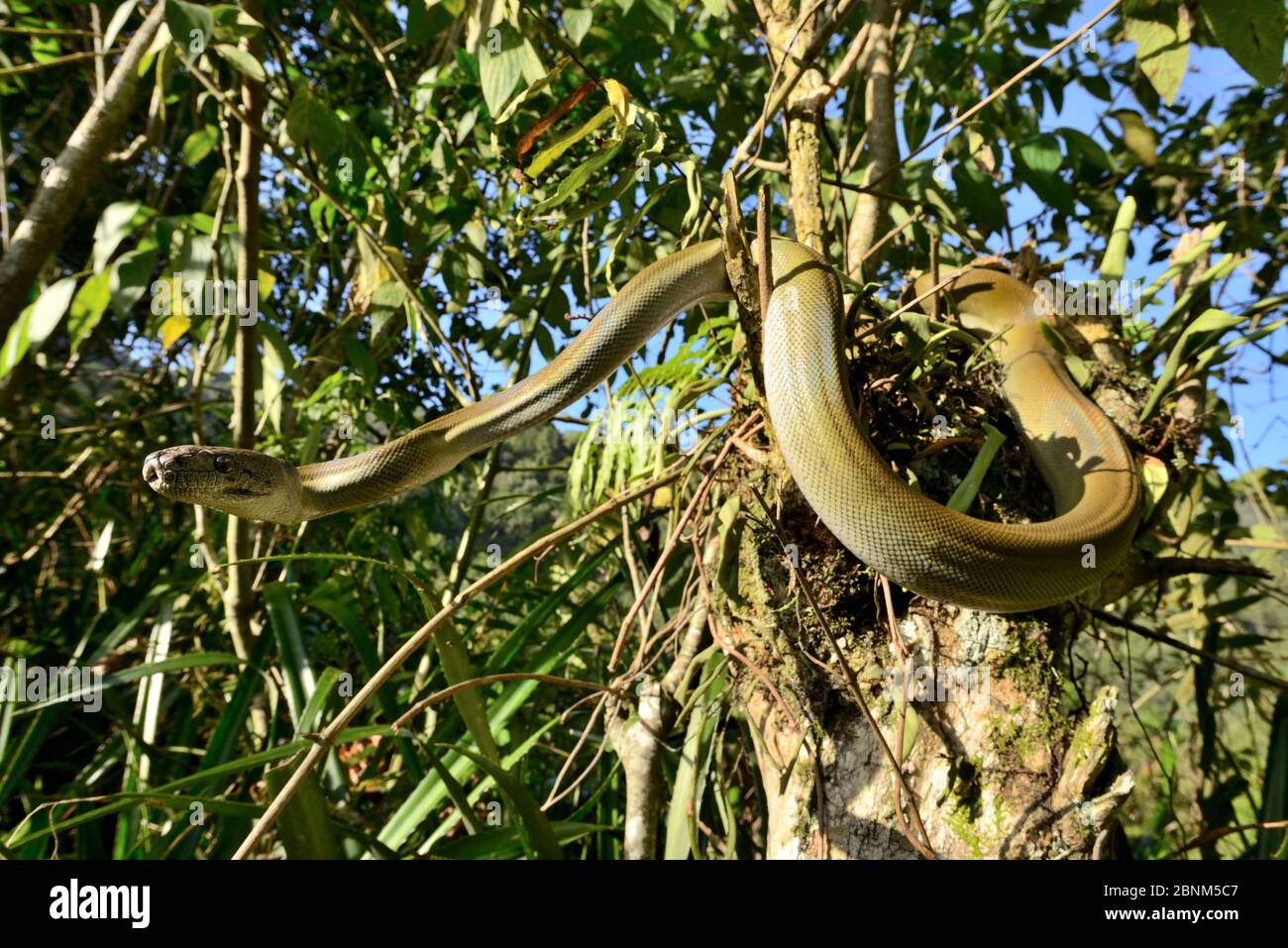 Python d'olive de Papuan (Liasis papuana) dans l'arbre, Papouasie-Nouvelle-Guinée. Banque D'Images