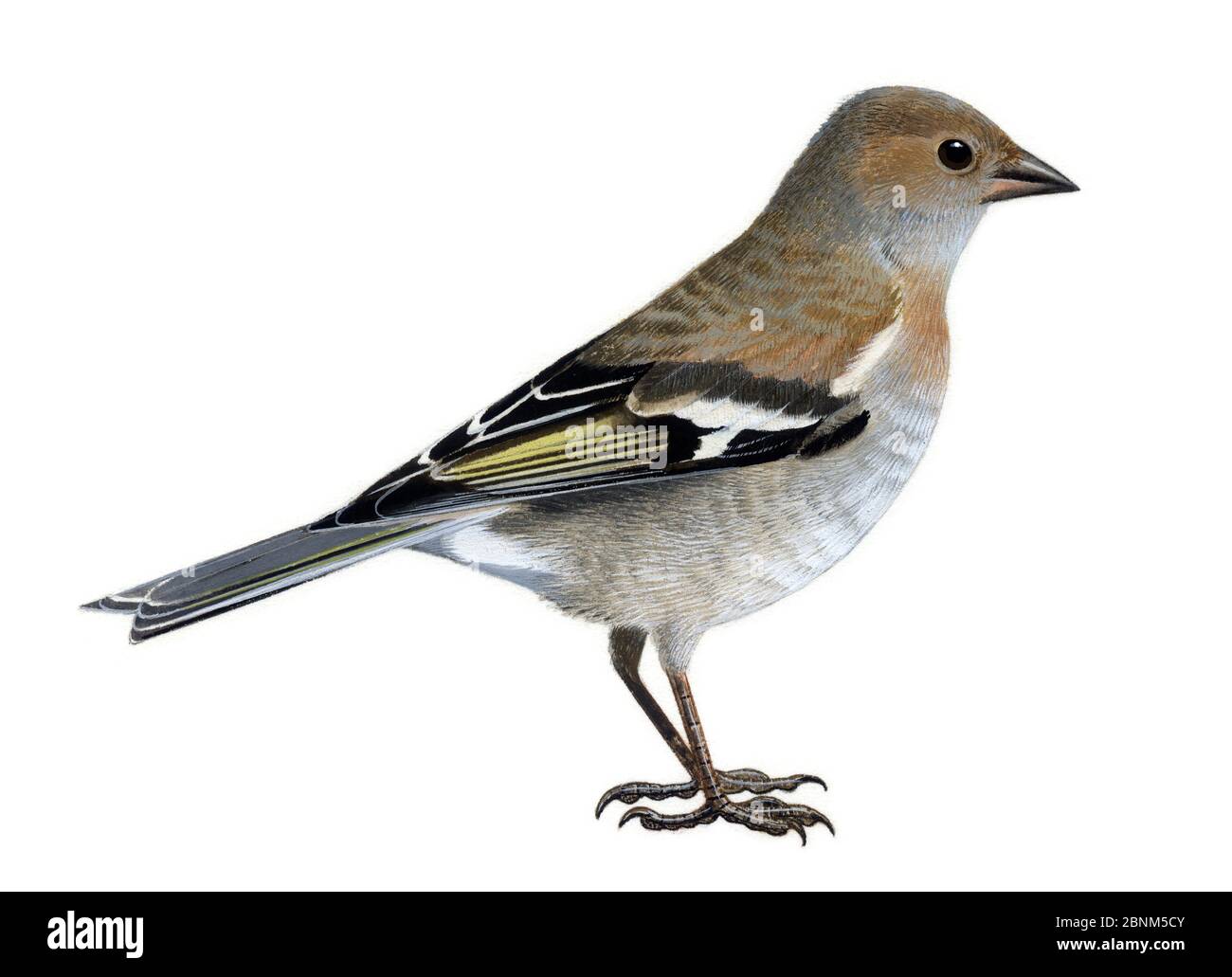 Chaffinch (Friniglla coelebs) femelle, illustration. Banque D'Images