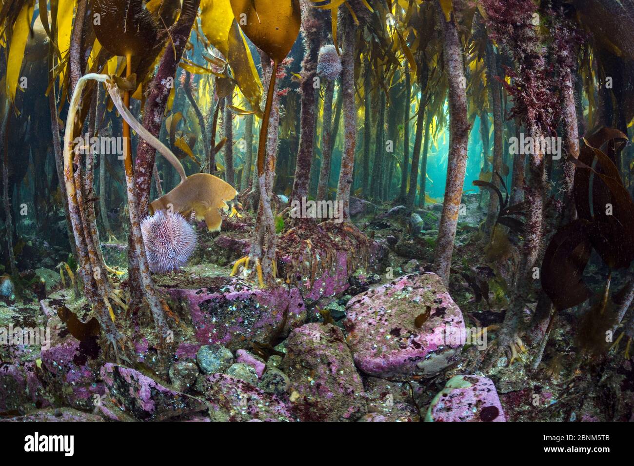Une vue à travers la forêt de Kelp (Laminaria hyperborea) avec des oursins (Echinus esculentus) paître sur les algues, îles Farne, Northumberland, Royaume-Uni Banque D'Images