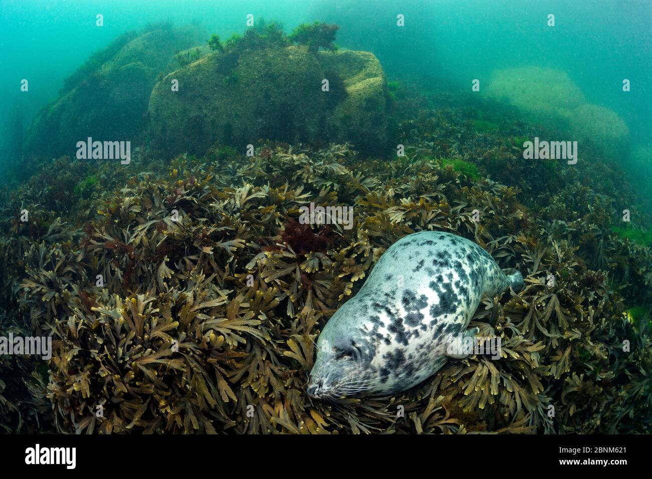 Phoque gris (Haichaoerus grypus) Grande femelle adulte dort dans un lit d'algues (Fucus serratus) Lundy Island, Devon, Angleterre, Royaume-Uni Canal Bristol, Augus Banque D'Images