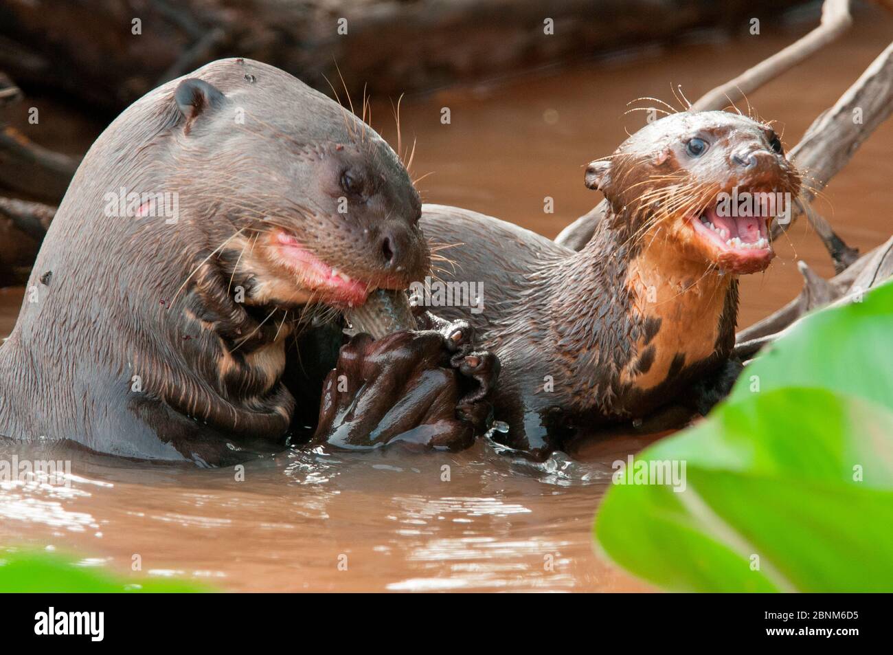 Loutre géant (Pteronura brasiliensis) adulte mangeant des poissons avec mendiant juvénile, Pantanal, Brésil. Prise en compte sur place pour la série BBC Wild Brazil. Banque D'Images