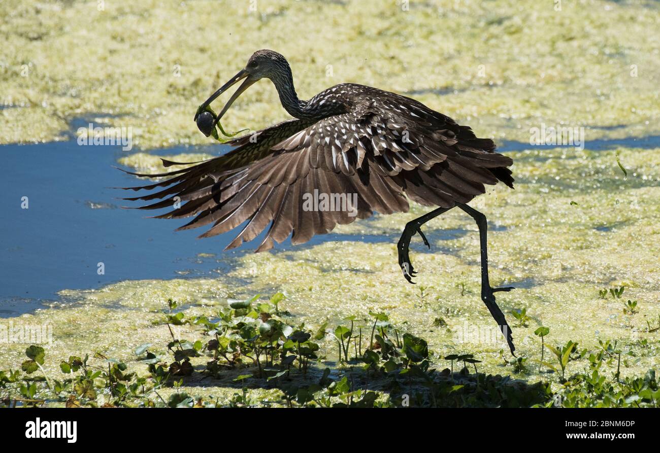 Limpkin (Aramus guarauna) volant avec un ongle de l'ongle de la Floride (Pomacea paludosa) dans son bec à partir du bord de l'habitat de l'alimentation typique de proires humides, la Chu Banque D'Images Limpkin (Aramus guarauna) volant avec un ongle de l'ongle de la Floride (Pomacea paludosa) dans son bec à partir du bord de l'habitat de l'alimentation typique de proires humides, la Chu Banque D'Images
