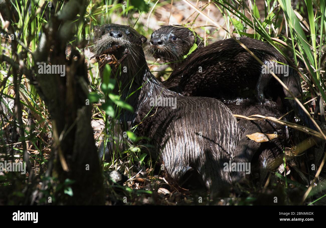 Groupe de la famille des loutres de rivière nord-américains (Lontra canadensis) dont l'un vient de prendre un crabe, Lower Suwannee River, Levy County, Floride, États-Unis Banque D'Images Groupe de la famille des loutres de rivière nord-américains (Lontra canadensis) dont l'un vient de prendre un crabe, Lower Suwannee River, Levy County, Floride, États-Unis Banque D'Images