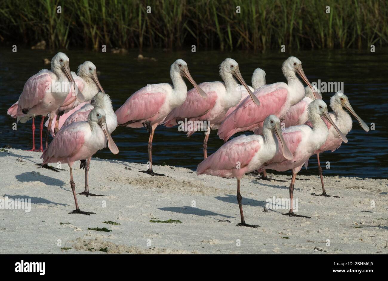 Les spatules de Roseate (Platalea ajaja) se rassemblent sur un bar de sable, Cedar Key, Levy County, Floride, États-Unis, avril Banque D'Images Les spatules de Roseate (Platalea ajaja) se rassemblent sur un bar de sable, Cedar Key, Levy County, Floride, États-Unis, avril Banque D'Images