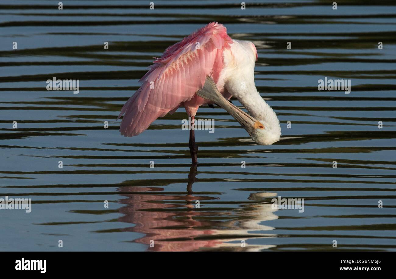 Roseate spoonbill (Platalea ajaja) préentant les plumes d'aile, tout en se tenant au bord de l'eau. Cedar Key, Levy County, Floride, États-Unis, avril Banque D'Images Roseate spoonbill (Platalea ajaja) préentant les plumes d'aile, tout en se tenant au bord de l'eau. Cedar Key, Levy County, Floride, États-Unis, avril Banque D'Images