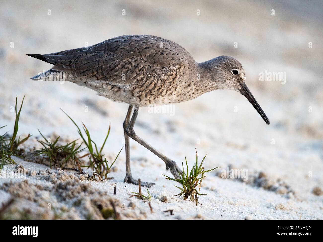 Willet (Tringa semipalmata) marchant dans la végétation sur un banc de sable, Cedar Key, Levy County, Floride, États-Unis. Avril Banque D'Images Willet (Tringa semipalmata) marchant dans la végétation sur un banc de sable, Cedar Key, Levy County, Floride, États-Unis. Avril Banque D'Images