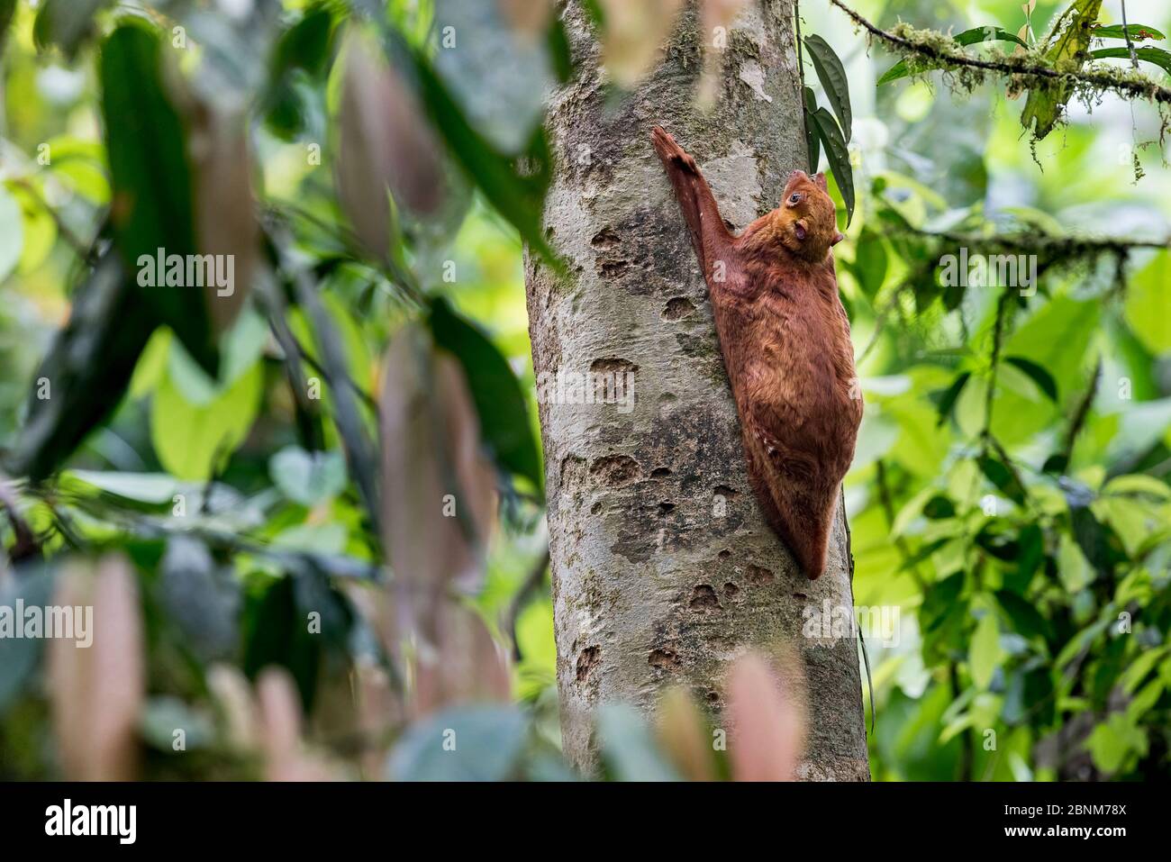 Le lémurien volante de Sunda (cynocephalus variegatus) est de couleur rouge, en posture de repos de jour. Vallée de Danum, Sabah, Bornéo. Banque D'Images