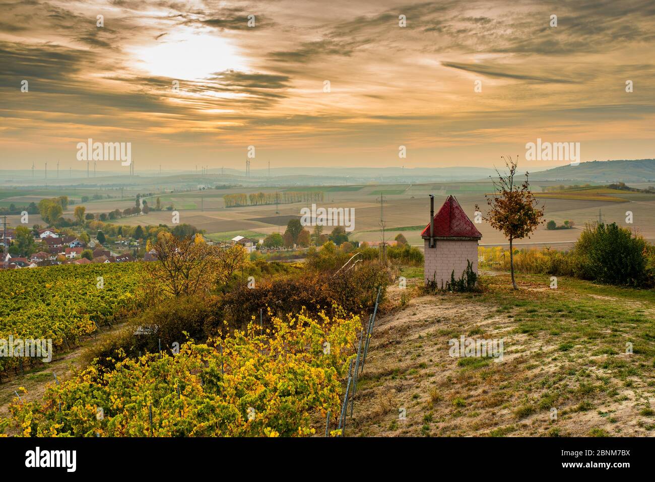Ambiance de soirée d'automne dans les vignobles de Rheinhessen, octobre doré fait des vignes colorées près de Sulzheim, vu de la tour Schildberg, Banque D'Images