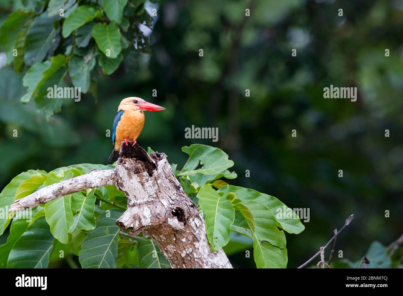 Le kingfisher à bec de porc (Halcyon capensis) chasse à partir de branches surplombant la rivière. Rivière Kinabatangan, Sabah, Bornéo. Septembre. Banque D'Images