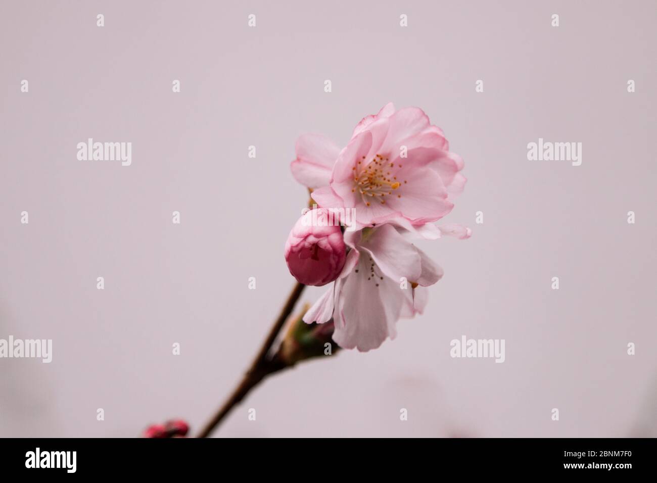 Cerisier de printemps Banque D'Images