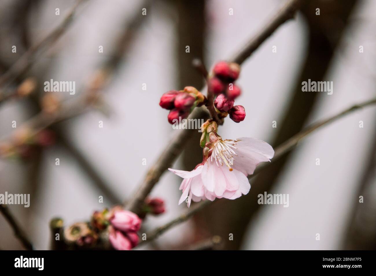 Cerisier de printemps Banque D'Images