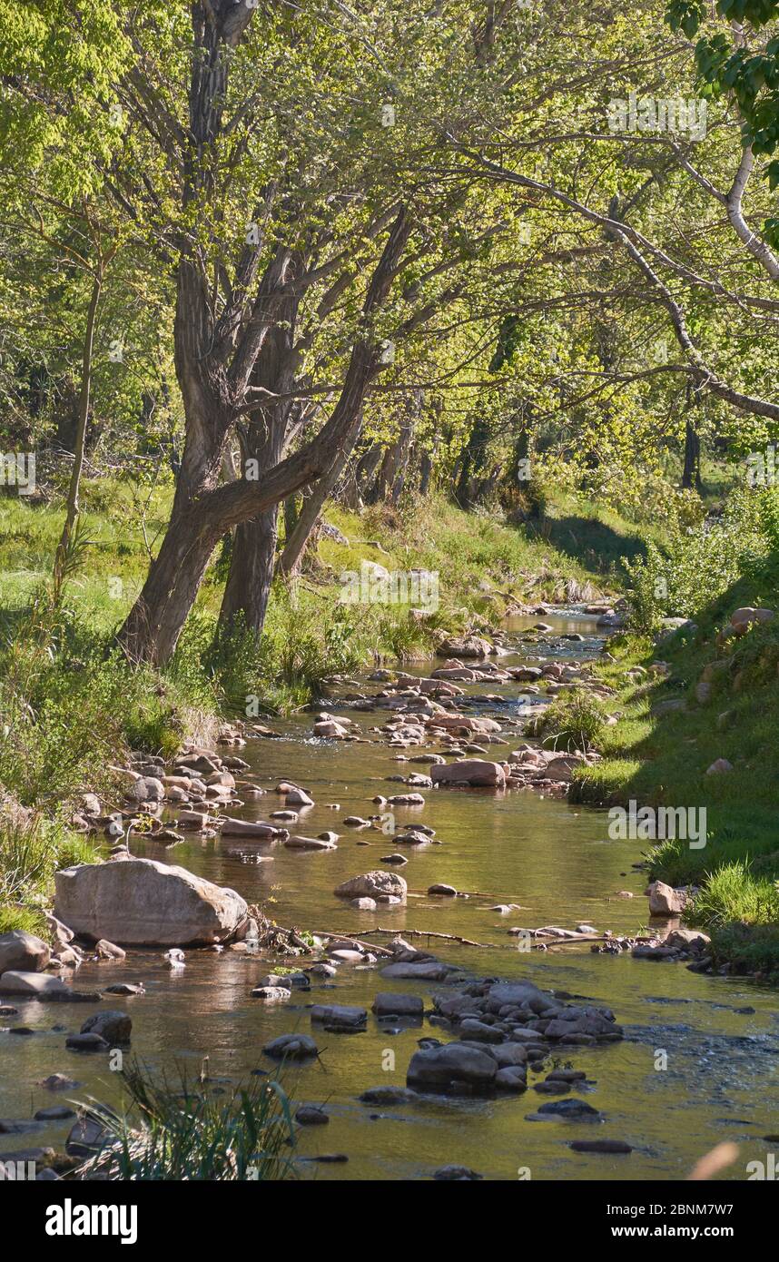 Rivière tranquille le matin d'un printemps. Couleurs de la nature Banque D'Images