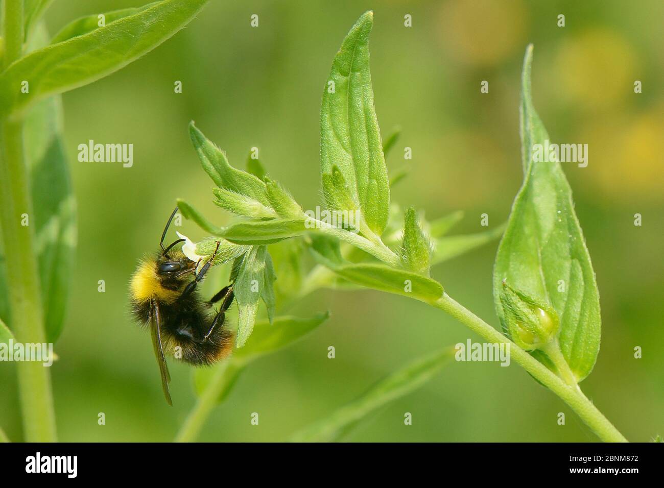 Le mâle du bourdon précoce (Bombus pratorum) s'est frai sur la fleur de la commune de la commune de la commune de la commune de la commune de la commune (Lithospermum officinale) sur la prairie dégagée du broussailles pour améliorer t Banque D'Images