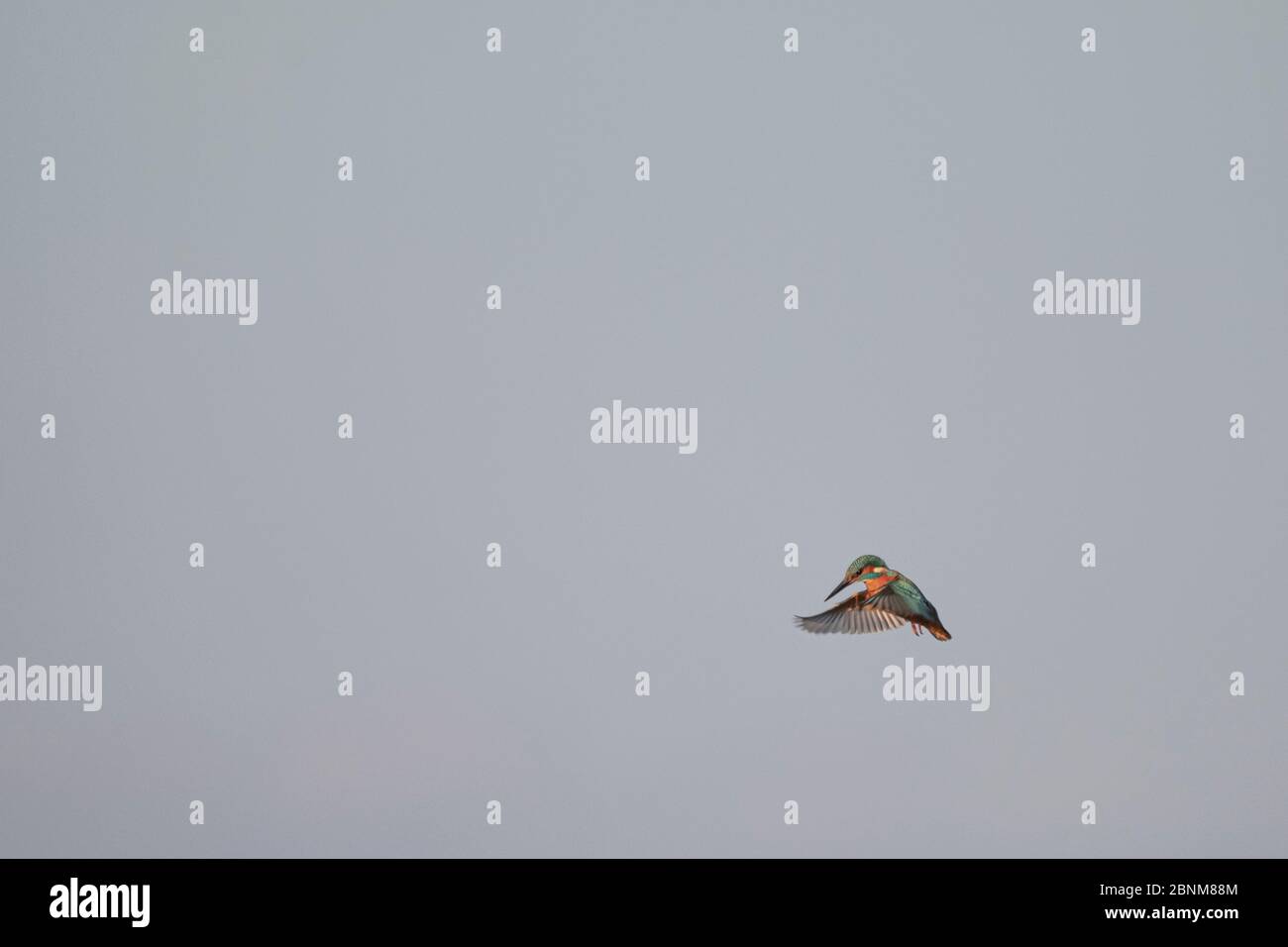 Kingfisher dans l'air. Banque D'Images