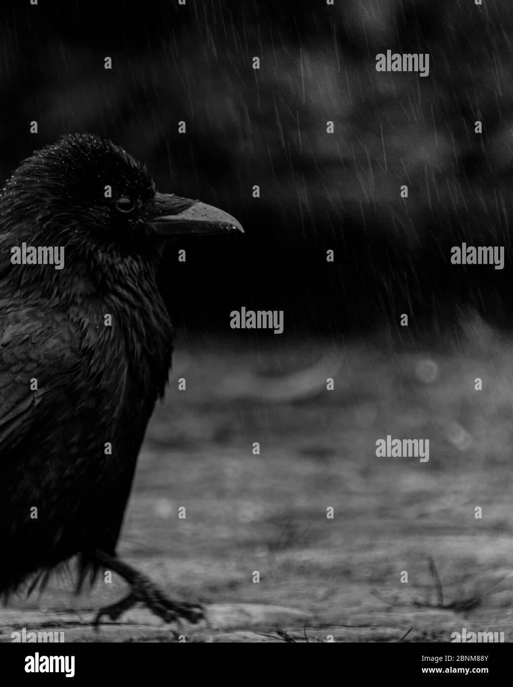 Crow marche à travers la pluie. Banque D'Images