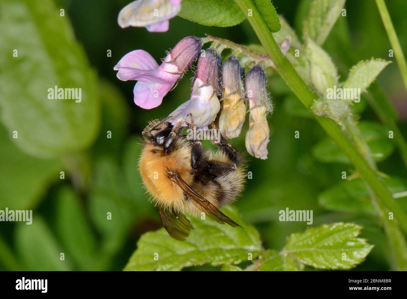 Bumblebee de carder commun (Bombus pascuorum) qui s'engouche sur des fleurs de Bush (Vicia sepium) au bord d'une prairie dégagée de broussailles à impromptus Banque D'Images