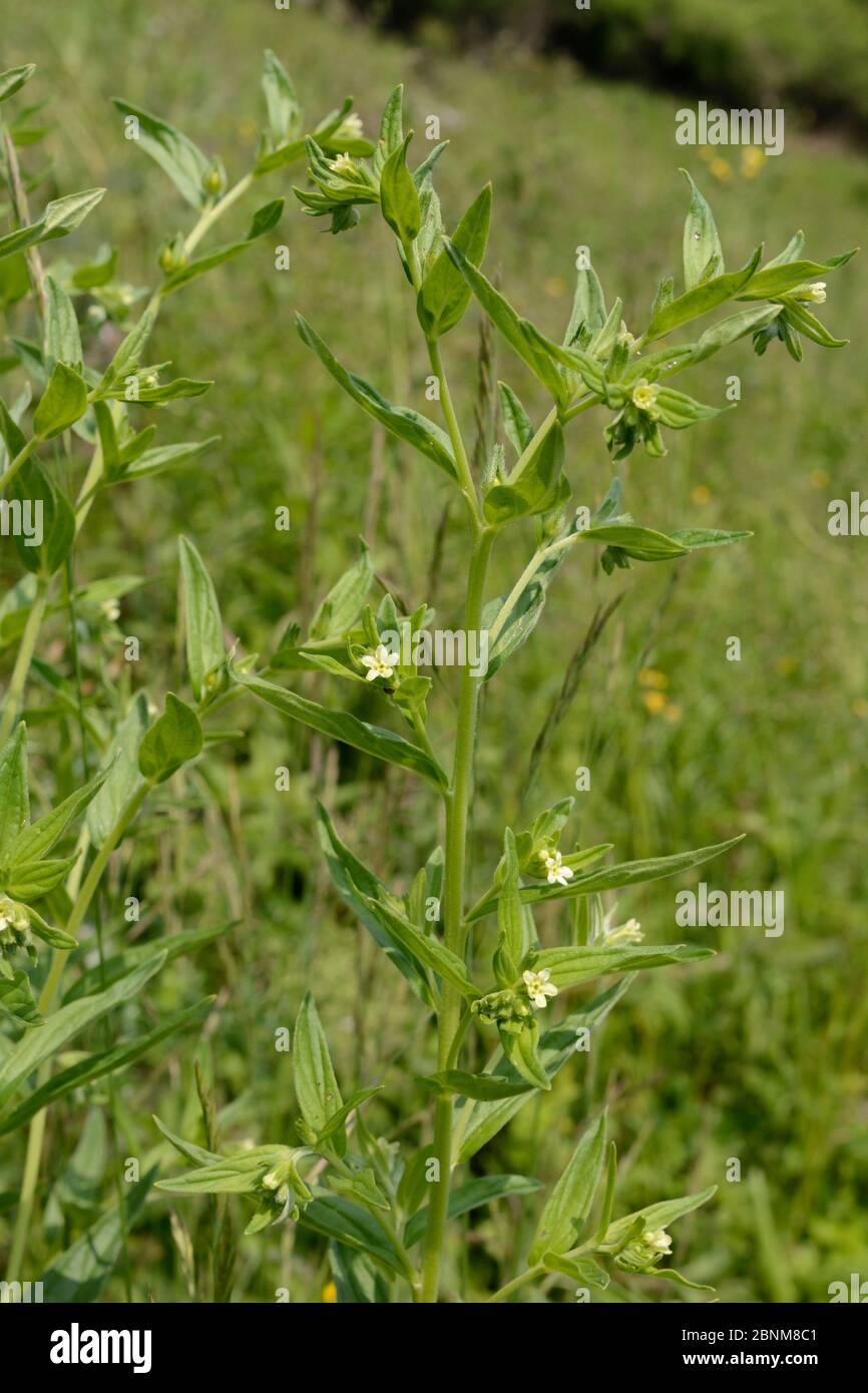 Fleurs de puits commun (Lithospermum officinale) sur prairie défriffée de broussailles afin d'améliorer l'habitat des abeilles et autres pollinisateurs pour le Bug Banque D'Images