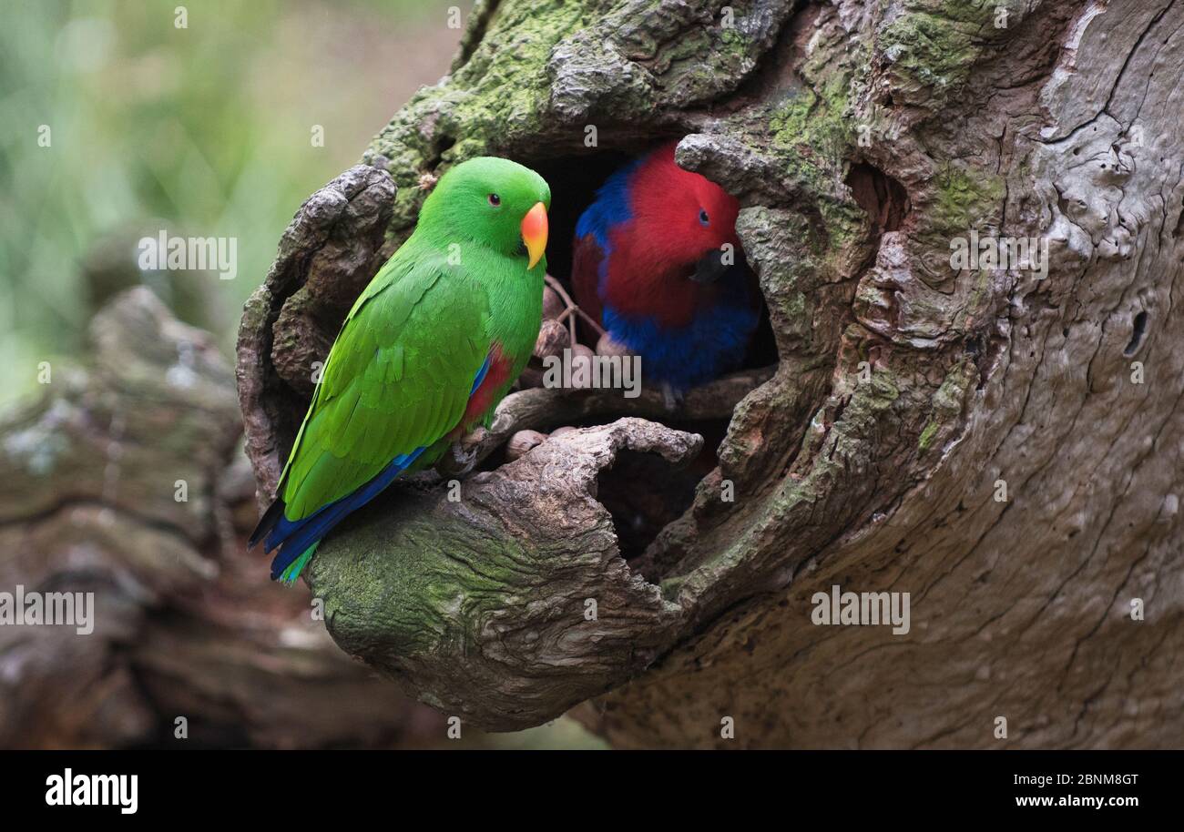 Paire de perroquets d'Eclectus (Eclectus roratus) inspectant leur site de nidification. Queensland du Nord, Australie. Banque D'Images