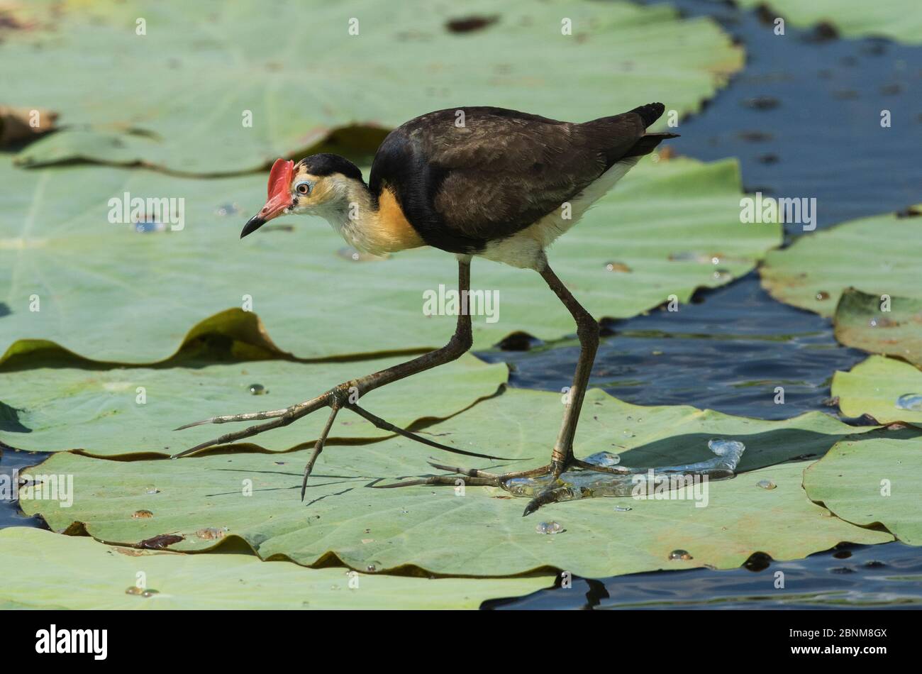 jacana (Irediparra gallinacea) à crête de peigne qui se promit au-dessus des nénuphars de lotus. Barrage Fogg, territoire du Nord, Australie Banque D'Images jacana (Irediparra gallinacea) à crête de peigne qui se promit au-dessus des nénuphars de lotus. Barrage Fogg, territoire du Nord, Australie Banque D'Images