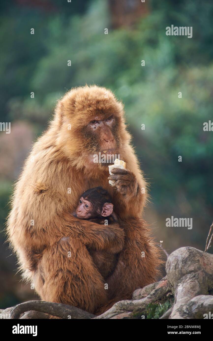 Singe avec son veau sur ses genoux mangeant du pain. Couleurs de la nature Banque D'Images