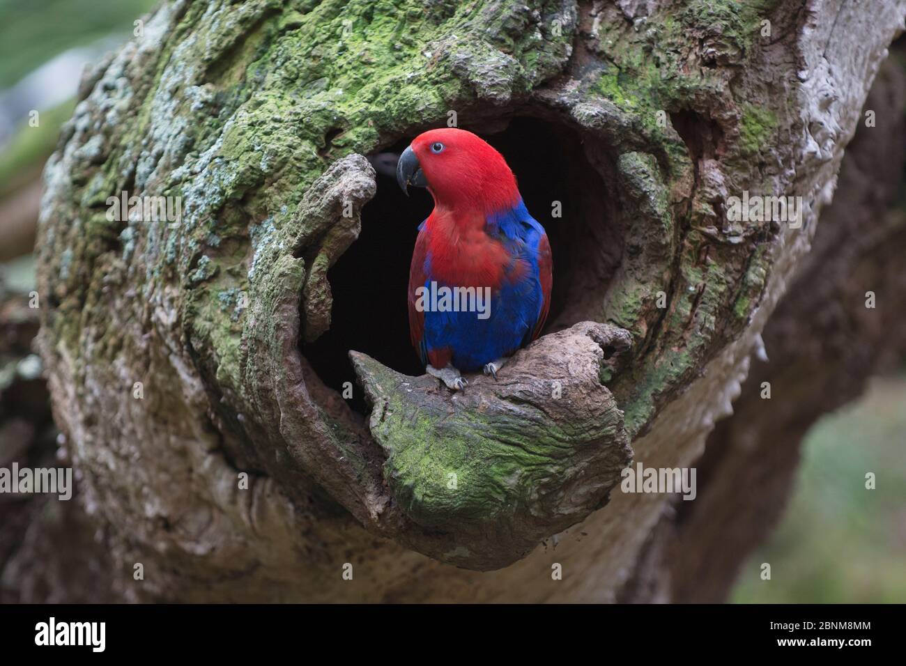 Eclectus perroquet femelle (Eclectus roratus) inspectant l'entrée du trou de nid. Queensland du Nord, Australie. Banque D'Images