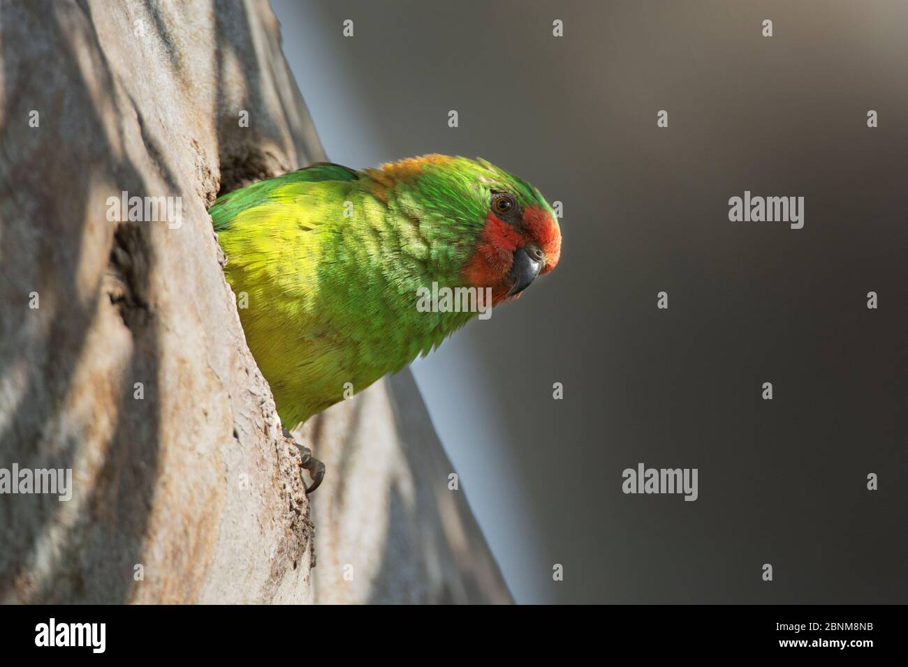 Petit Lorikeet (Glossopsitta pusilla), qui regarde du trou de nid dans un eucalyptus au bord de la rivière. Werribee, Victoria, Australie Banque D'Images Petit Lorikeet (Glossopsitta pusilla), qui regarde du trou de nid dans un eucalyptus au bord de la rivière. Werribee, Victoria, Australie Banque D'Images