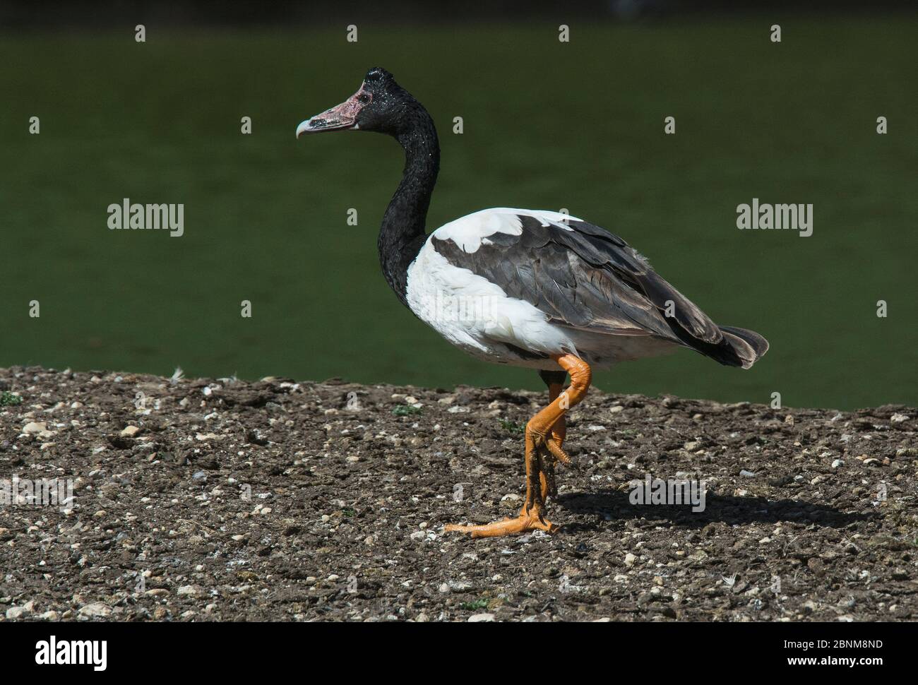 La bernache de Magpie (Anaseranas semipalmata) se promenant le long de la rive de la rivière. Mary River, territoire du Nord, Australie Banque D'Images