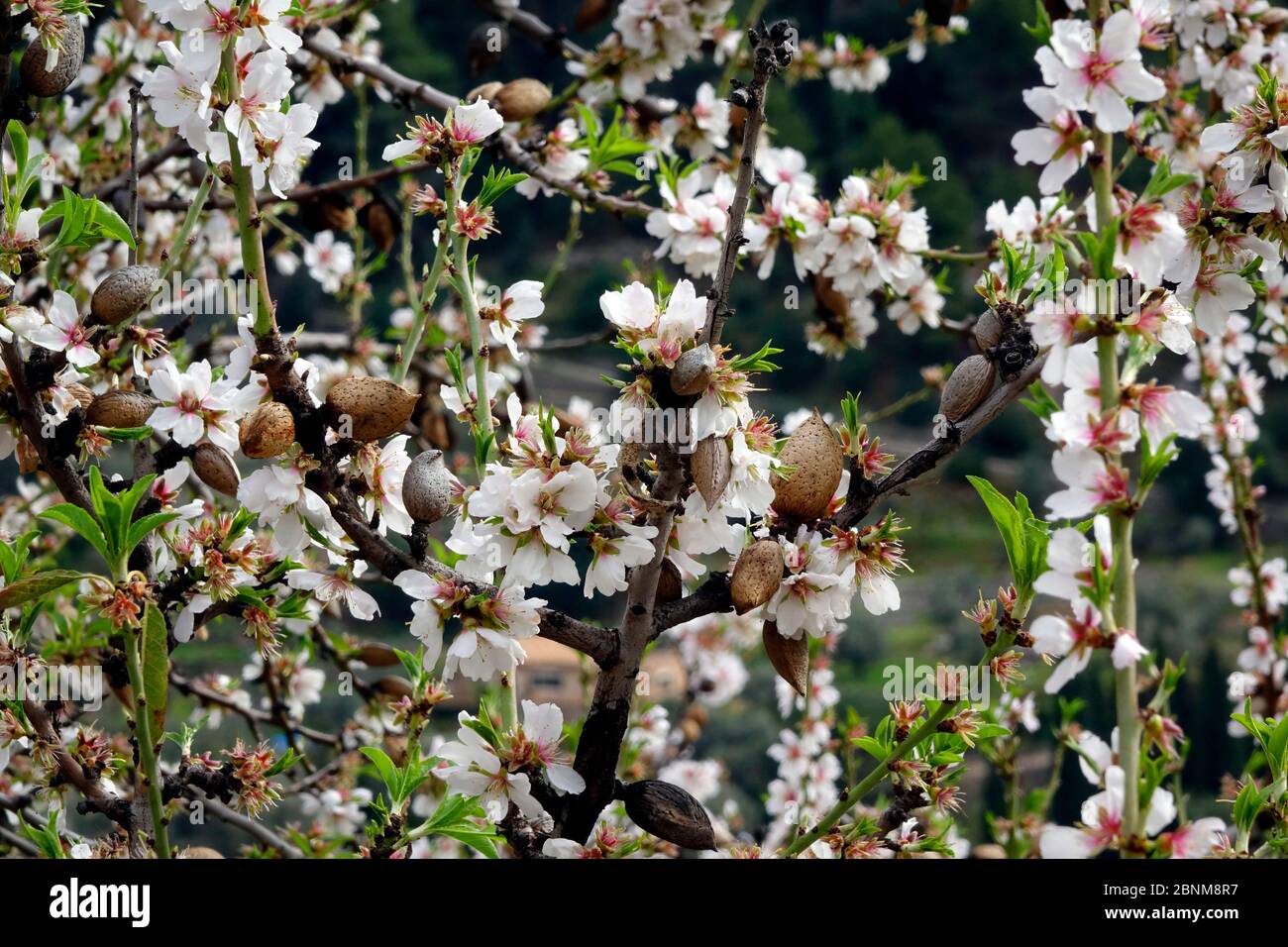 Fleurs d'amandiers près de Selva, Majorque, Iles Baléares, Espagne Banque D'Images
