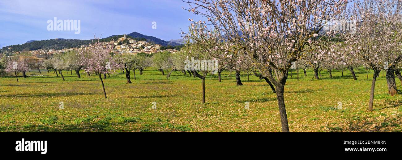 Fleurs d'amande près de Selva, Majorque, Iles Baléares, Espagne Banque D'Images