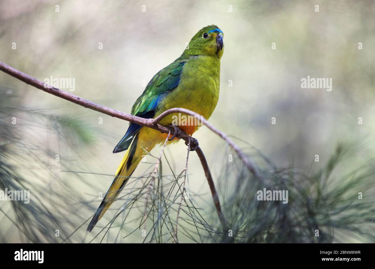 Perroquet à ventre orange (Neophema chrysogaster). Homme reposant dans des pins à récurer. Werribee Sewerage Farm, Victoria, Australie Banque D'Images Perroquet à ventre orange (Neophema chrysogaster). Homme reposant dans des pins à récurer. Werribee Sewerage Farm, Victoria, Australie Banque D'Images