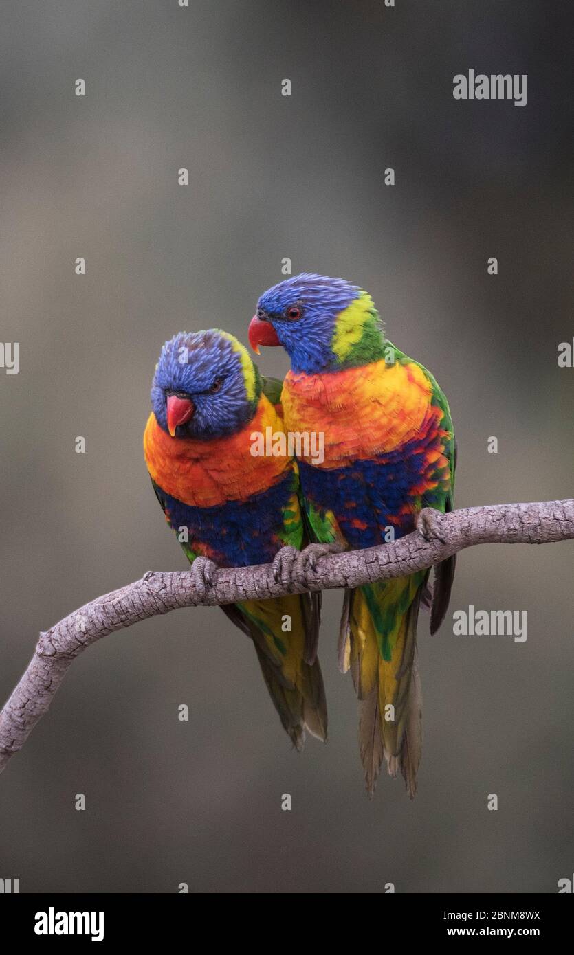 Deux Lorikeets arc-en-ciel (Trichoglossus moluccanus) se sont rassemblés sur une branche. Werribee, Victoria, Australie. Banque D'Images Deux Lorikeets arc-en-ciel (Trichoglossus moluccanus) se sont rassemblés sur une branche. Werribee, Victoria, Australie. Banque D'Images