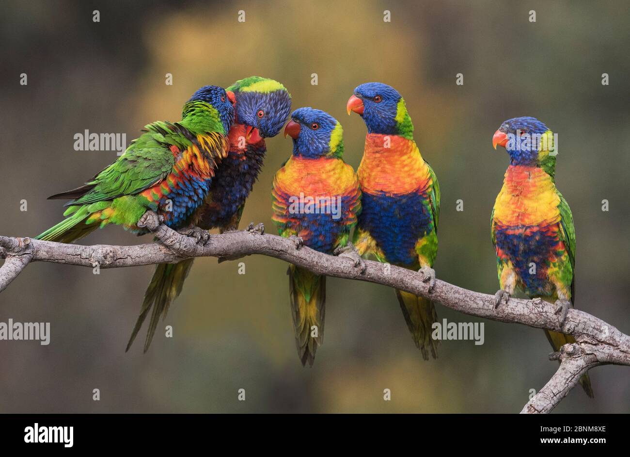 Cinq Lorikeets arc-en-ciel (Trichoglossus haematodus) courtant et couplant sur une branche. Werribee, Victoria, Australie. Banque D'Images