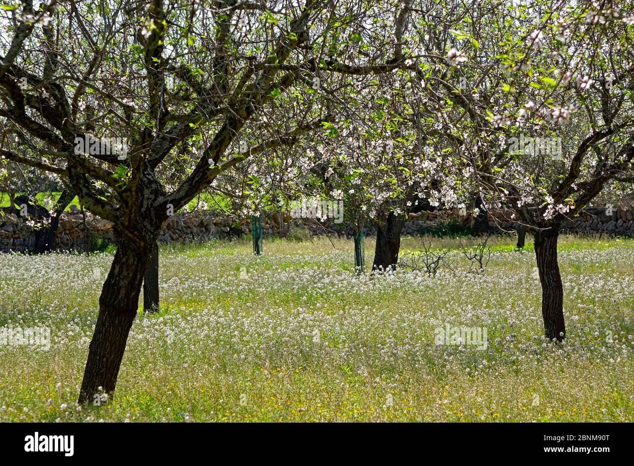 Fleurs d'amandiers près de Selva, Majorque, Iles Baléares, Espagne Banque D'Images