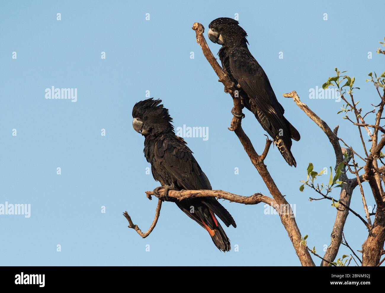 Paire de blattes noires à queue rouge (Calyptorhynchus banksii) reposant dans les branches supérieures d'un eucalyptus. Lagon de l'arbre de la région, territoire du Nord, Banque D'Images Paire de blattes noires à queue rouge (Calyptorhynchus banksii) reposant dans les branches supérieures d'un eucalyptus. Lagon de l'arbre de la région, territoire du Nord, Banque D'Images
