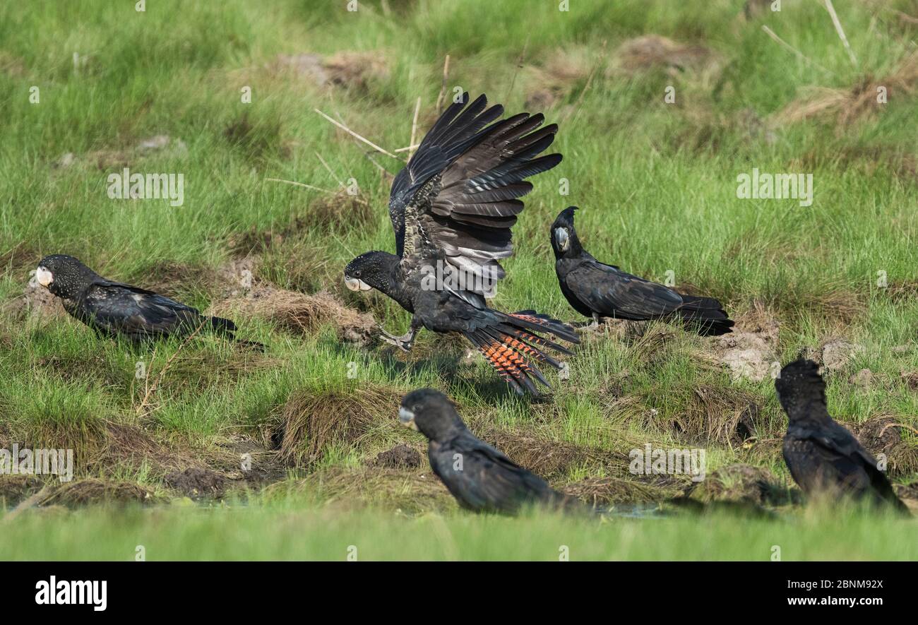 Des blattes noires à queue rouge (Calyptorhynchus banksii) mâles atterrissent dans une zone boueuse pour se nourrir de minéraux sur terre, lagon des arbres penchants, territoire du Nord Banque D'Images Des blattes noires à queue rouge (Calyptorhynchus banksii) mâles atterrissent dans une zone boueuse pour se nourrir de minéraux sur terre, lagon des arbres penchants, territoire du Nord Banque D'Images