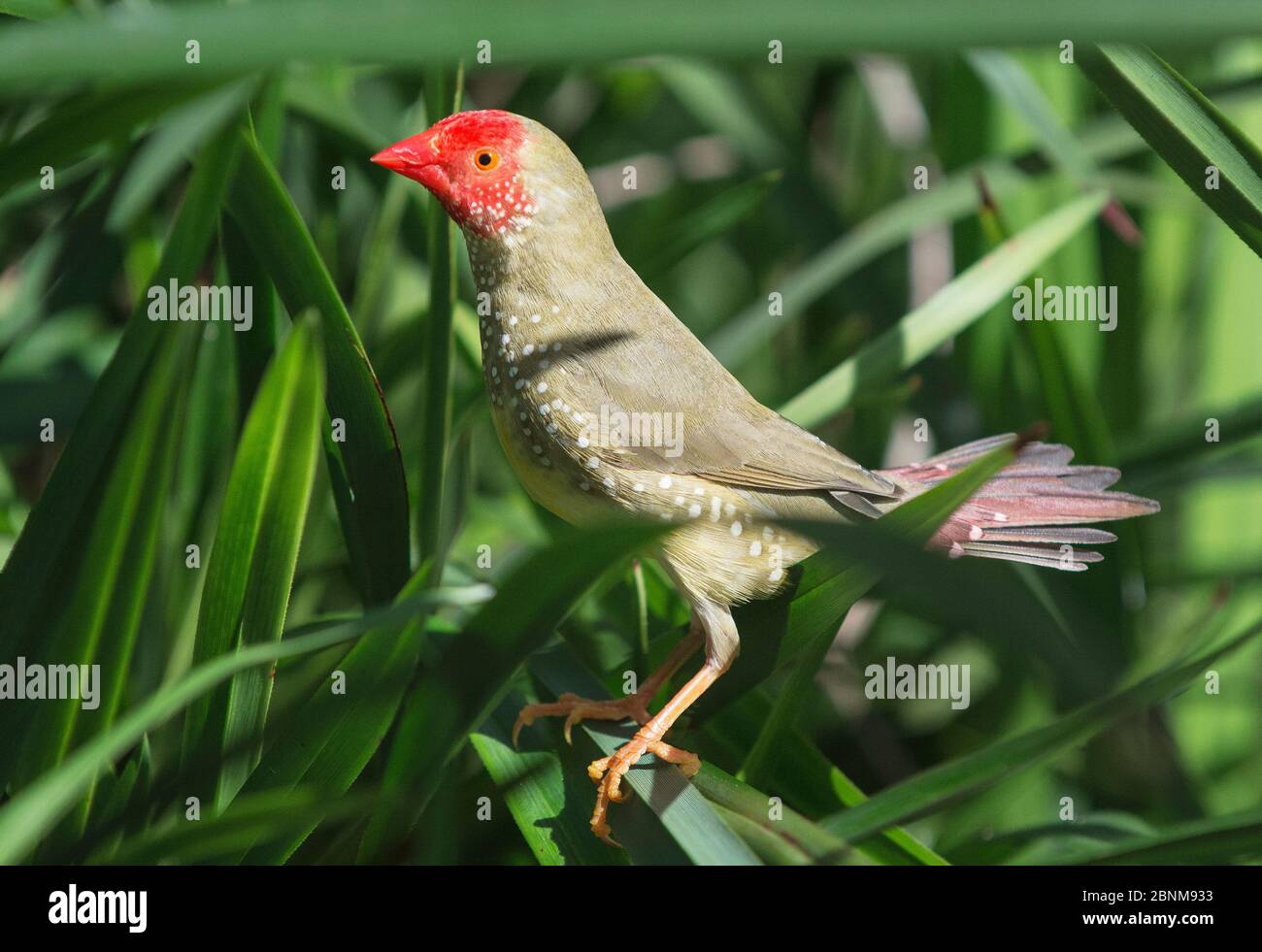 finch étoilé (Neochmia ruficauda) dans une herbe dense. Mary River, territoire du Nord, Australie Banque D'Images