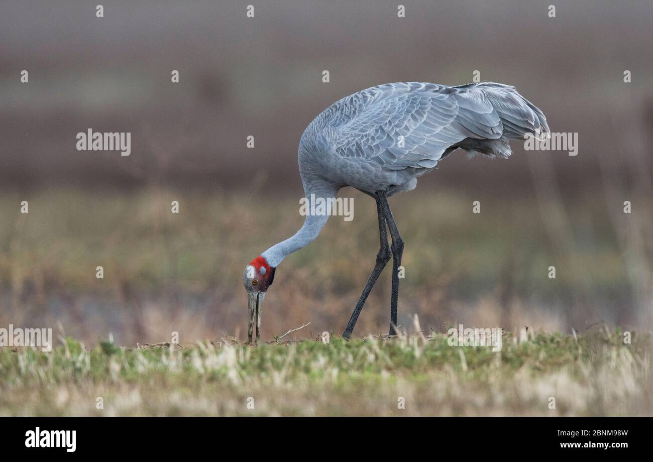 Brolga (Grus rubicundus) se nourrissant sur le bord d'un champ. Werribee Sewerage Works, Werribee, Victoria, Australie Banque D'Images Brolga (Grus rubicundus) se nourrissant sur le bord d'un champ. Werribee Sewerage Works, Werribee, Victoria, Australie Banque D'Images