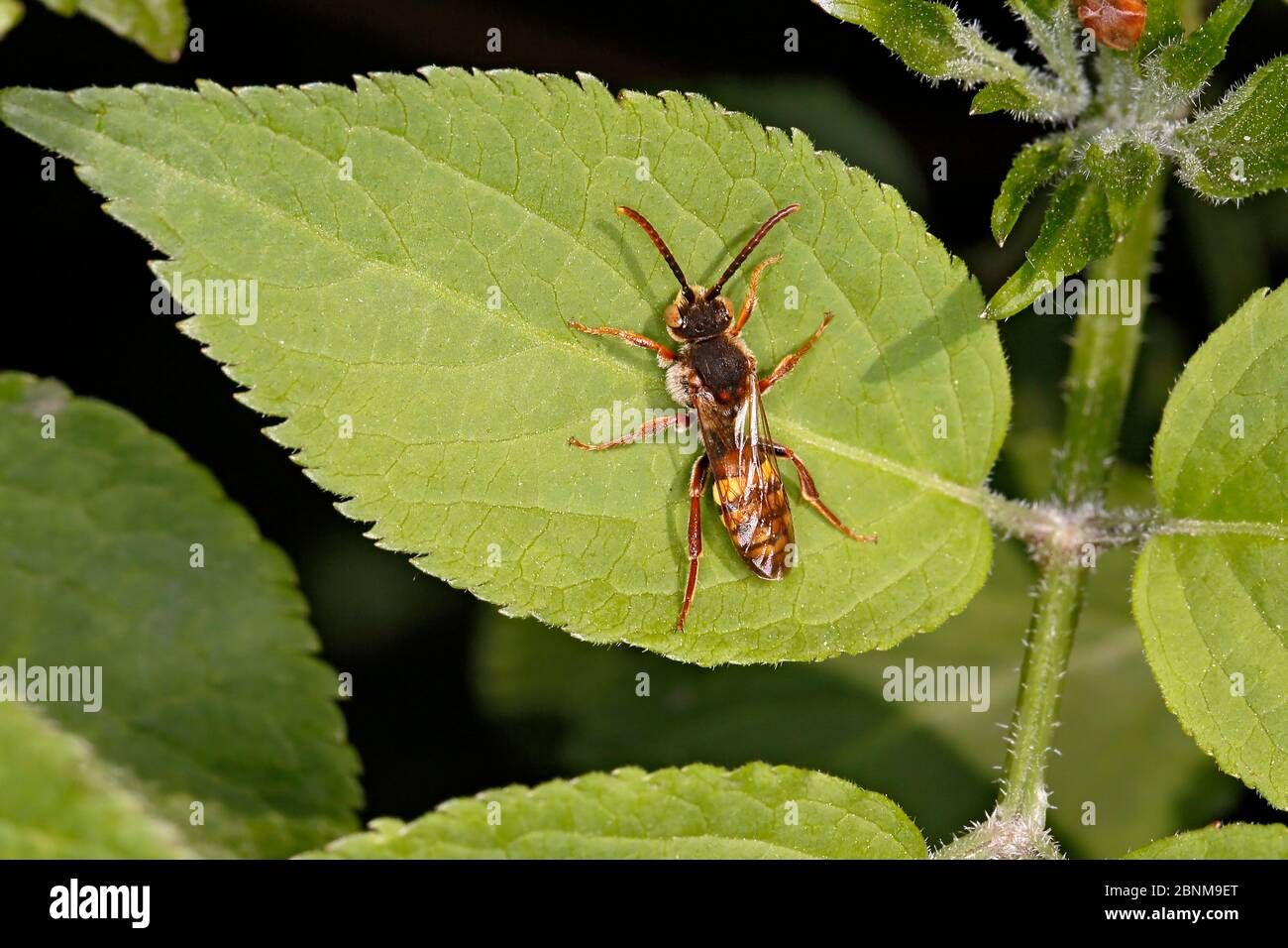Nomad Bee (Nomada sp) reposant sur la feuille au bord de la forêt Cheshire, Royaume-Uni, mai. Banque D'Images