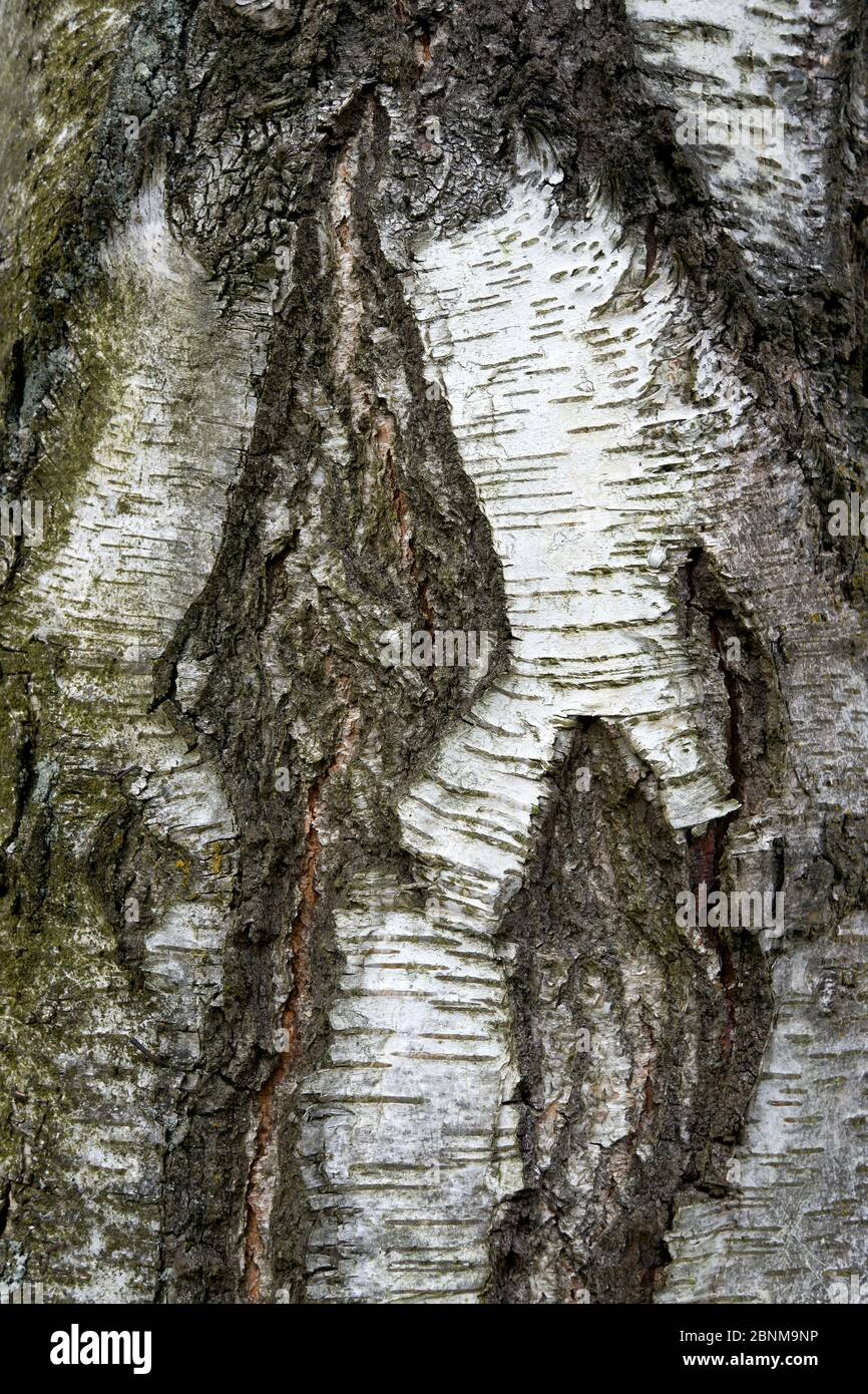 Gros plan de l'écorce de ronce d'un bouleau blanc européen mature (Betula pendula), Vancouver (C.-B.), Canada Banque D'Images