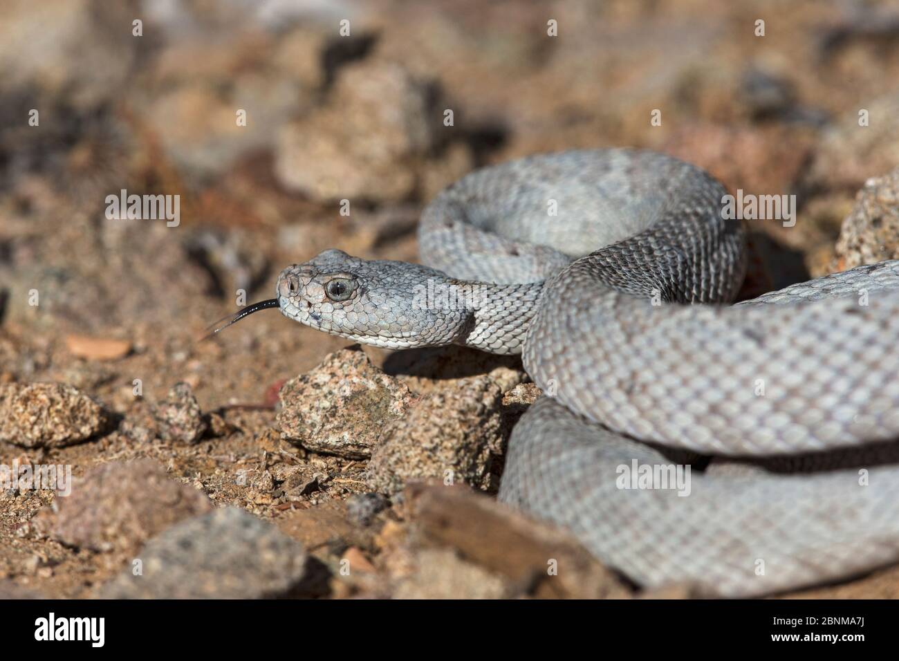 Rattliness / Isla Santa Catalina crotale (Crotalus catalinensis) endémique, phase grise de l'ashy, île de Santa Catalina, Basse Californie, Mexique, Critica Banque D'Images