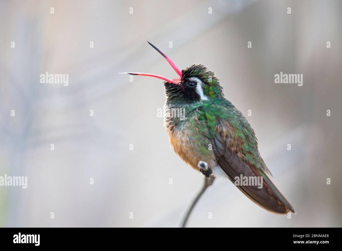 Colibris de Xantus / Xantu (Basilinna xantusii - auparavant Hylocharis xantusii) bâillements mâles, Los Frailes, Baja California sur, Mexique, septembre Banque D'Images