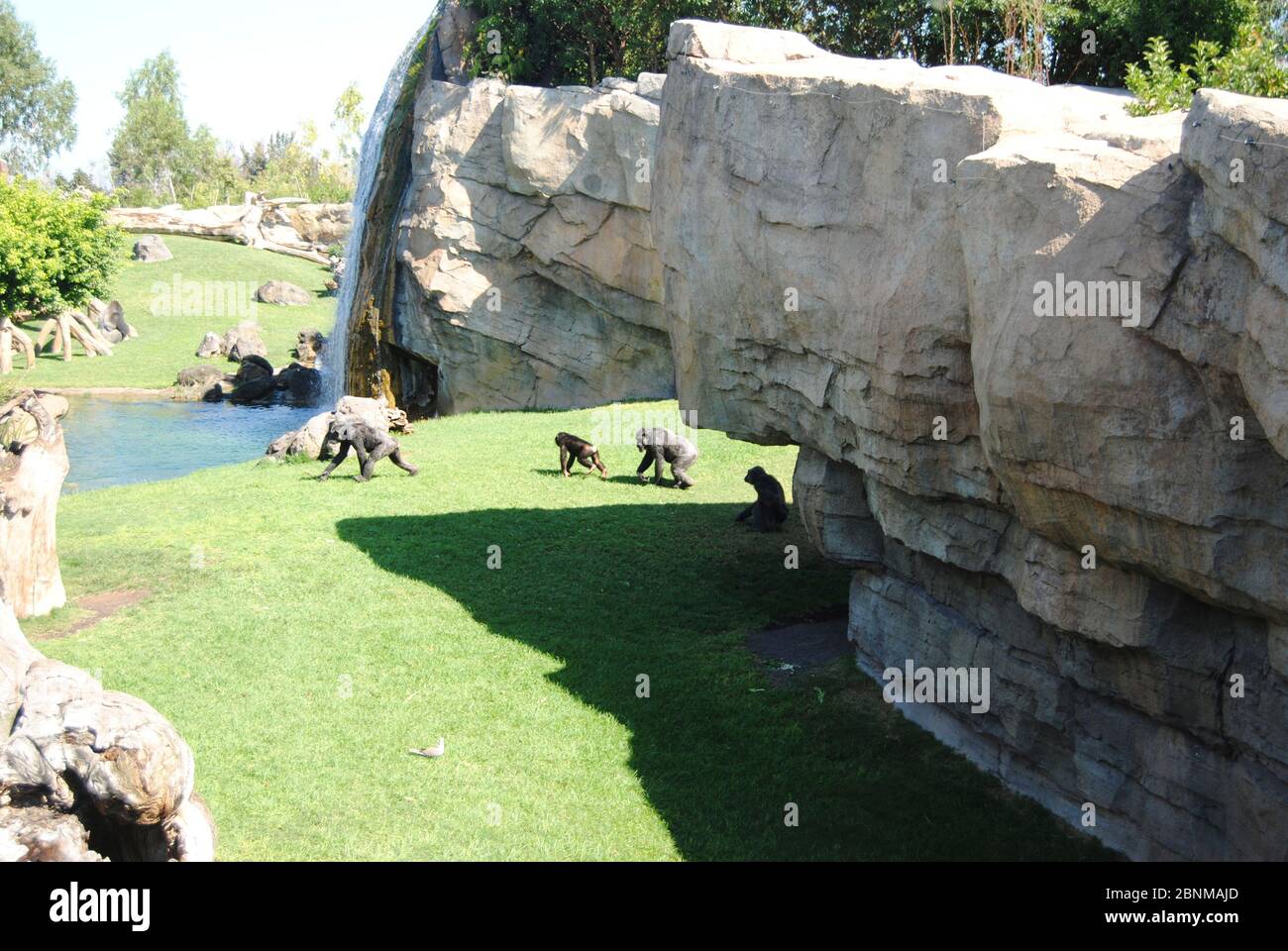 Famille de chimpanzés marchant dans l'herbe. Couleurs de la nature Banque D'Images