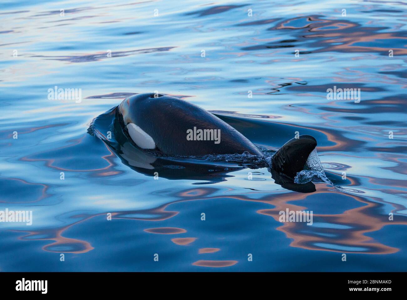 Type 1 North-East Atlantic Killer Whale / Orca (Orcinus orca) Surfacing, Snaefellsnes Peninsua, ouest de l'Islande, janvier Banque D'Images