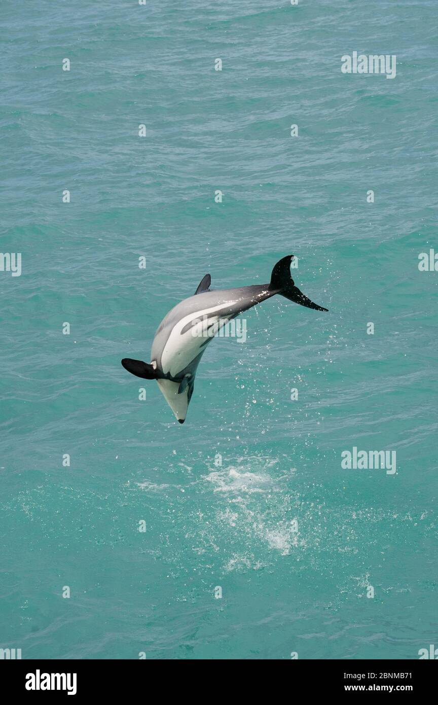 Le dauphin d'Hector (Cephalorhynchus hectori) qui s'entête au-dessus de la surface, Akaroa, péninsule de Bank, Île du Sud, Nouvelle-Zélande, juin, espèces menacées Banque D'Images