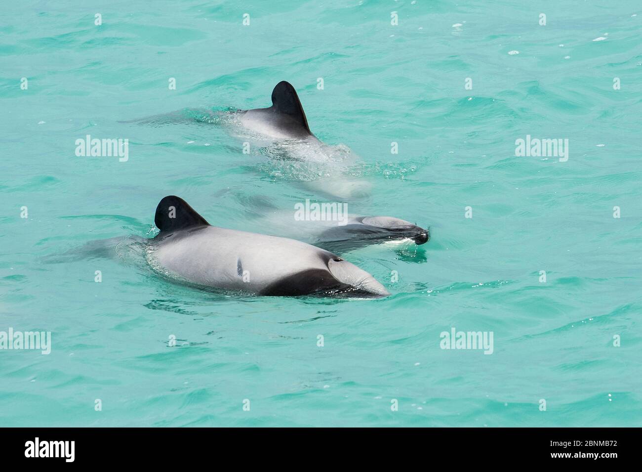 Le dauphin d'Hector (Cephalorhynchus hectori) trois à la surface de la mer, Akaroa, péninsule de Bank, Île du Sud, Nouvelle-Zélande, juin, espèces menacées Banque D'Images