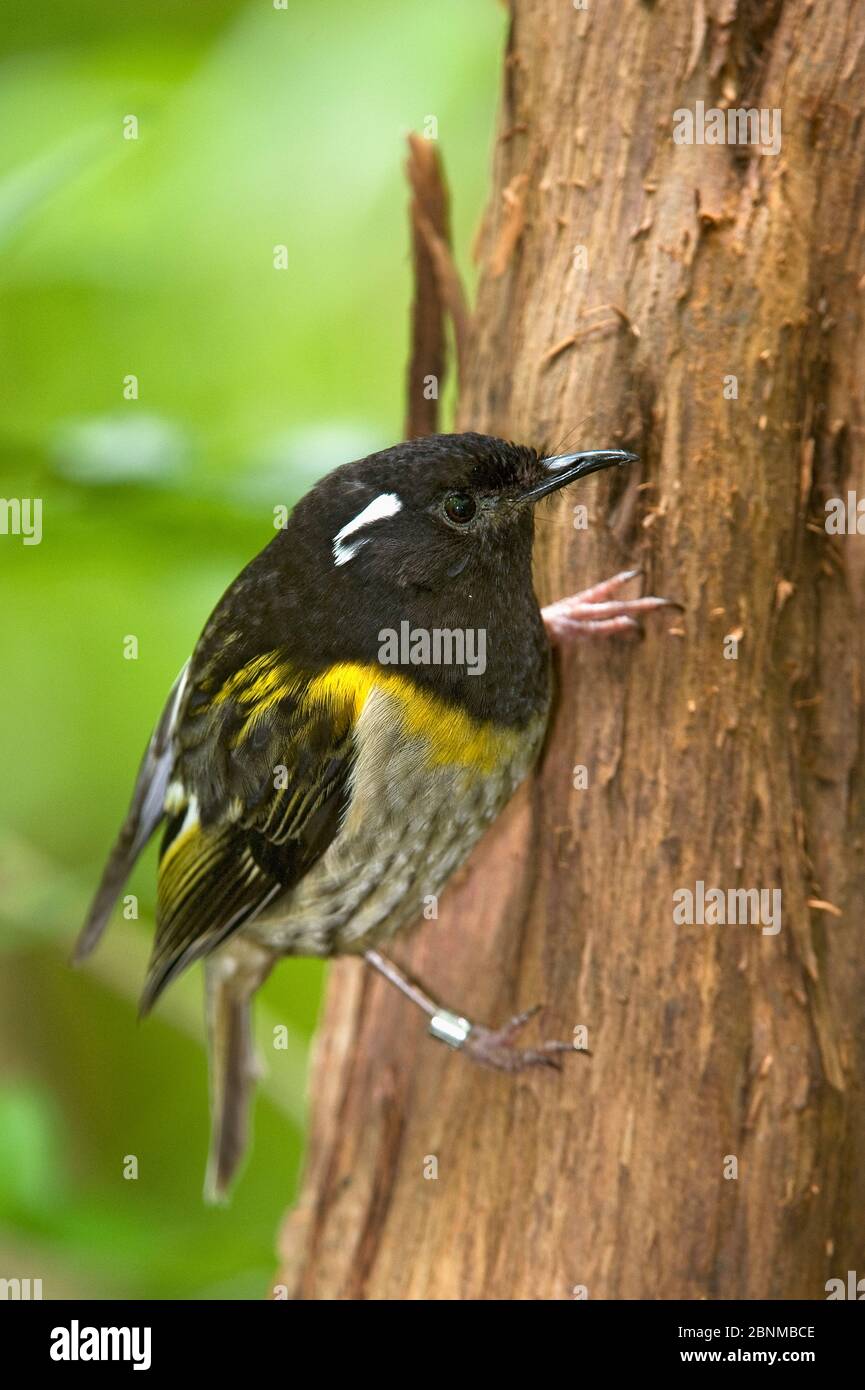 Portrait de Stitchbird (Notiomystis cincta), Tiritiri Matangi, Île du Nord, Nouvelle-Zélande, espèces menacées Banque D'Images