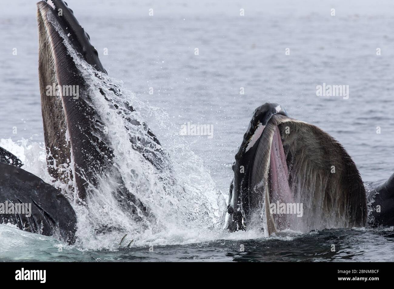 Baleines à bosse (Megaptera novaeangliae) filet à bulles et fente se nourrissant comme gousse, chasse coopérative, Alaska du Sud-est, États-Unis août Banque D'Images