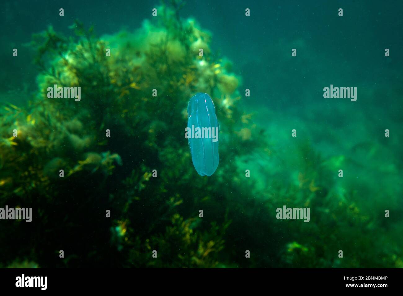 Méduses mixtes (Bolinopsis infundibulum) en eaux peu profondes et en varech, Bersoch, Cardigan Bay, pays de Galles, Royaume-Uni juillet Banque D'Images Méduses mixtes (Bolinopsis infundibulum) en eaux peu profondes et en varech, Bersoch, Cardigan Bay, pays de Galles, Royaume-Uni juillet Banque D'Images