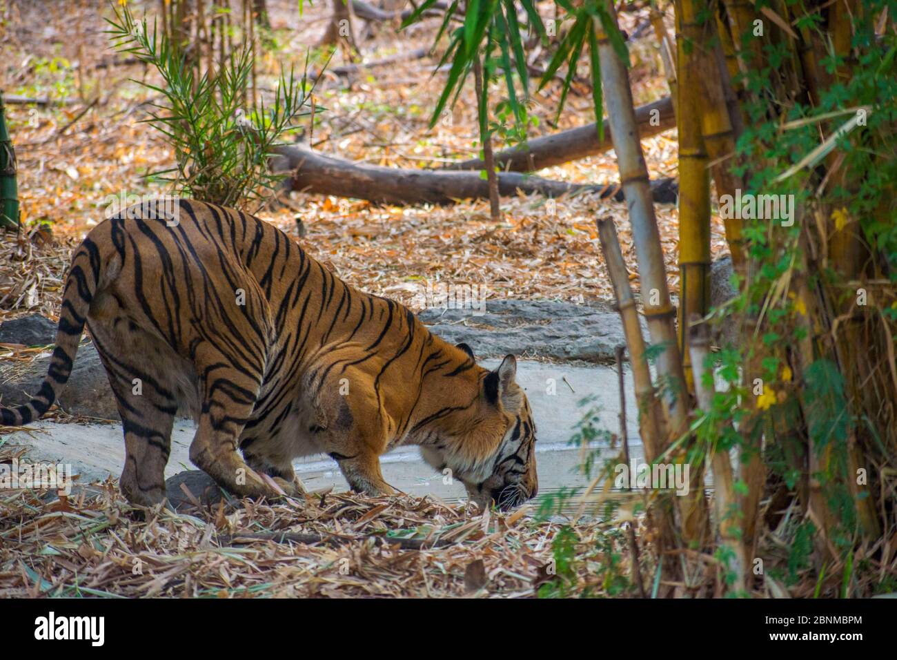 Tigre dans l'habitat naturel. Eau potable de tigre soif mâle. Scène sauvage avec animal de danger. Été chaud au Rajasthan, Inde. Sécher les arbres avec du beau Banque D'Images